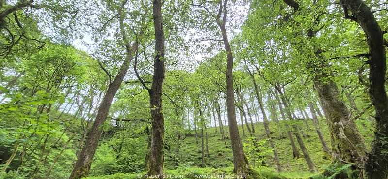 Sessile Oak woodland, Glenderaterra Burn � Fraser Simpson 2026