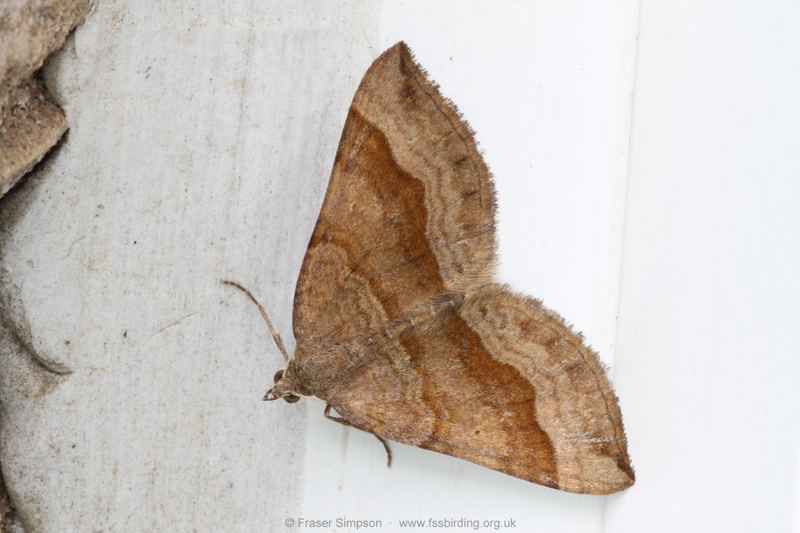Shaded Broad-bar (Scotopteryx chenopodiata) � Fraser Simpson