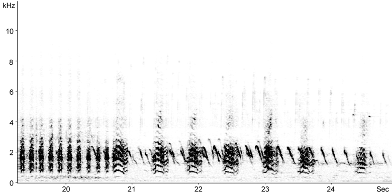 Sonogram of female Shelduck calls