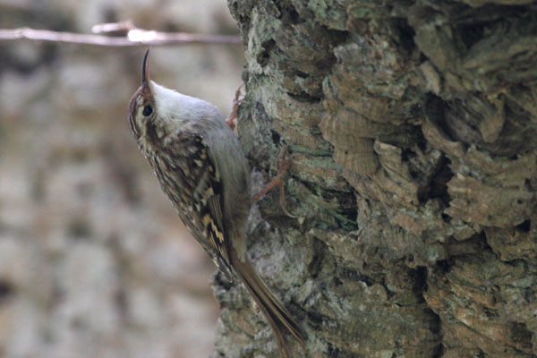 Short-toed Treecreeper �2006 Fraser Simpson