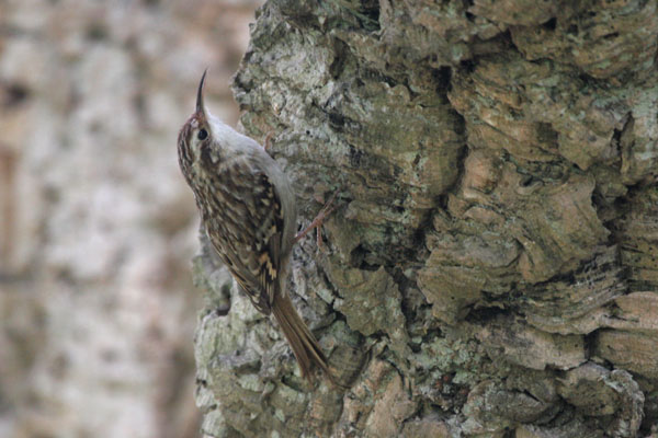 Short-toed Treecreeper �2006 Fraser Simpson