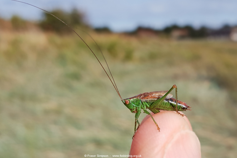 Short-winged Conehead (Conocephalus dorsalis) � Fraser Simpson