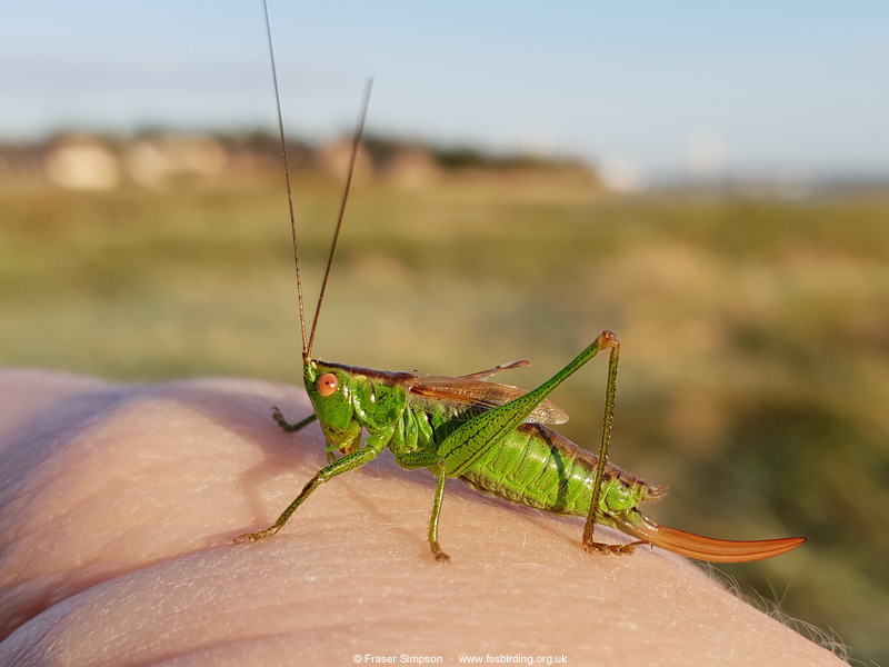 Short-winged Conehead (Conocephalus dorsalis) � Fraser Simpson