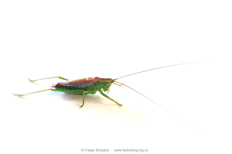 Short-winged Conehead (Conocephalus dorsalis) � Fraser Simpson