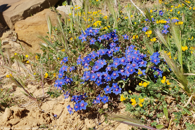 Shrubby Pimpernel (Anagallis monelli), Cabo de Gracia � Fraser Simpson