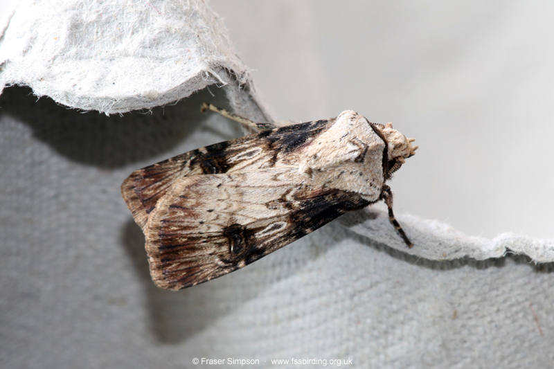 Shuttle-shaped Dart (Agrotis puta) � Fraser Simpson