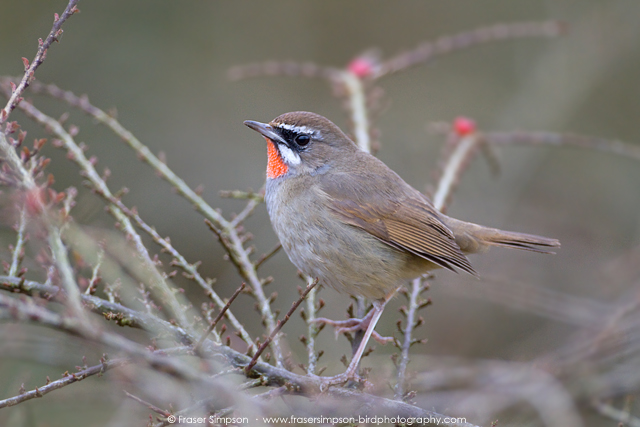 Siberian Rubythroat � 2016 Fraser Simpson