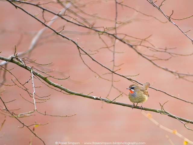 Siberian Rubythroat � 2016 Fraser Simpson