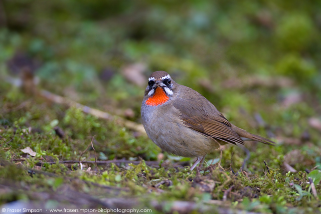 Siberian Rubythroat � 2016 Fraser Simpson