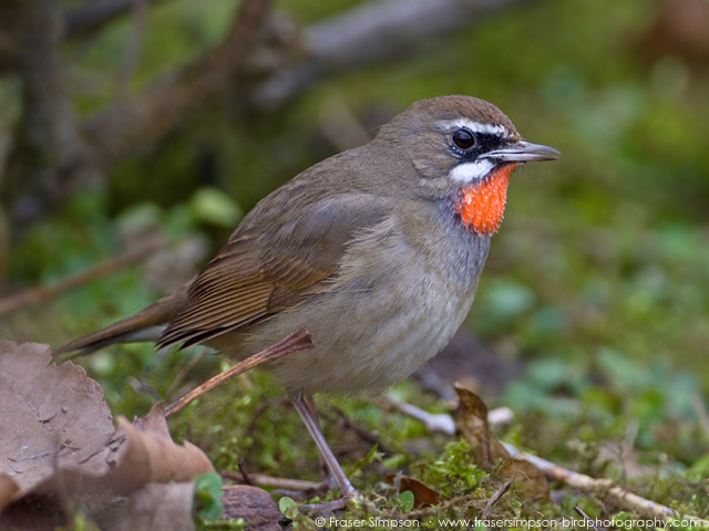 Siberian Rubythroat � 2016 Fraser Simpson
