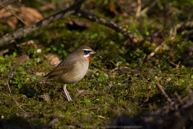 Siberian Rubythroat � 2016 Fraser Simpson