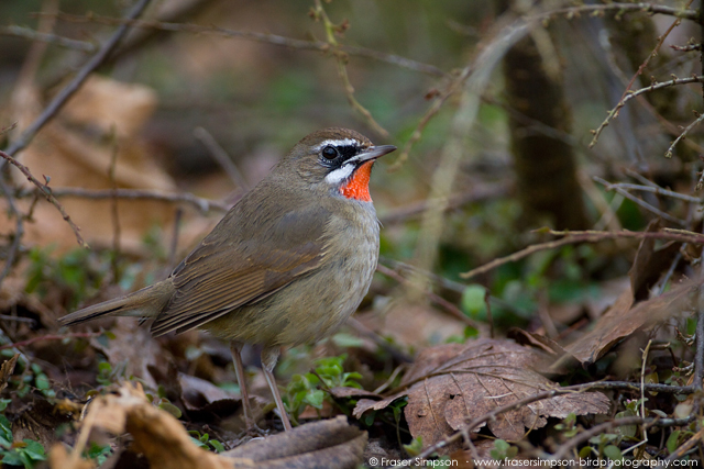 Siberian Rubythroat � 2016 Fraser Simpson