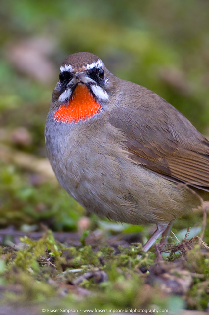 Siberian Rubythroat � 2016 Fraser Simpson
