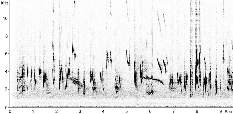 Sonogram of Siberian Rubythroat song