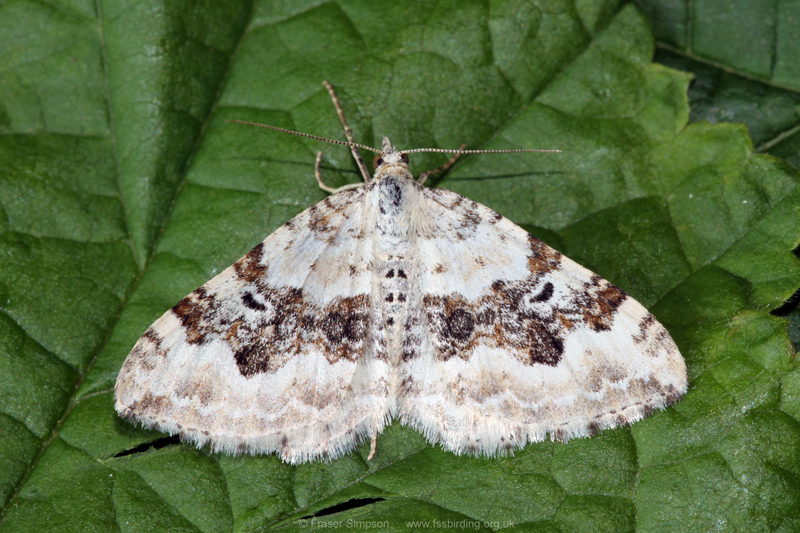 Silver-ground Carpet (Xanthorhoe montanata) � Fraser Simpson