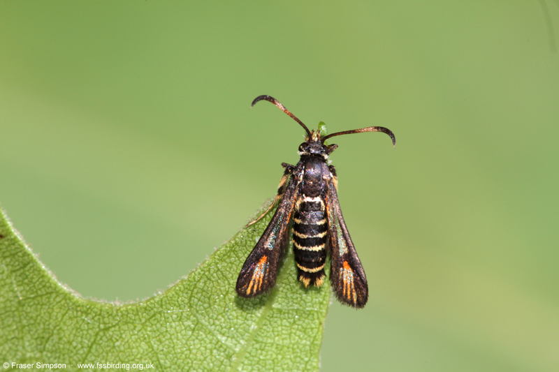 Six-belted Clearwing (Bembecia ichneumoniformis) � Fraser Simpson