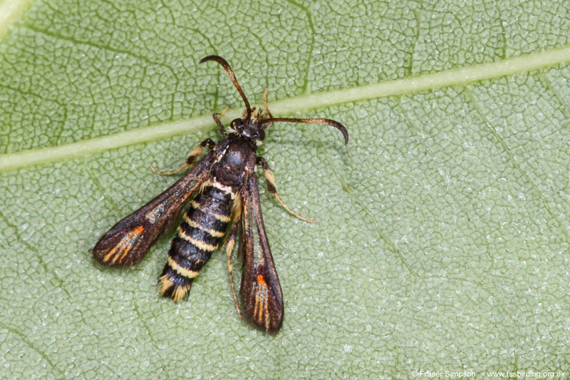 Six-belted Clearwing (Bembecia ichneumoniformis) � Fraser Simpson
