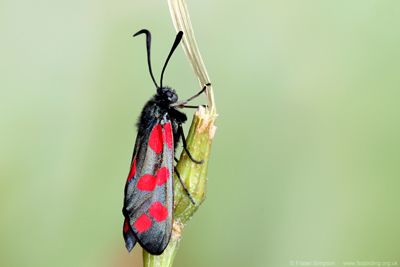 Six-spot Burnet (Zygaena filipendulae)   Fraser Simpson