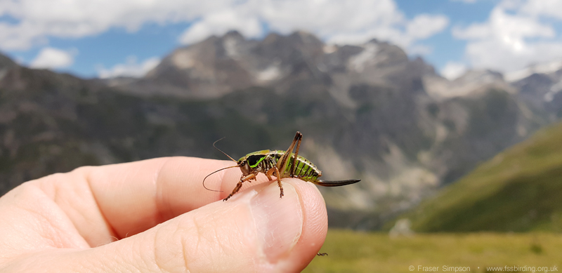 Small Alpine Bush-cricket (Anonconotus alpinus) � Fraser Simpson