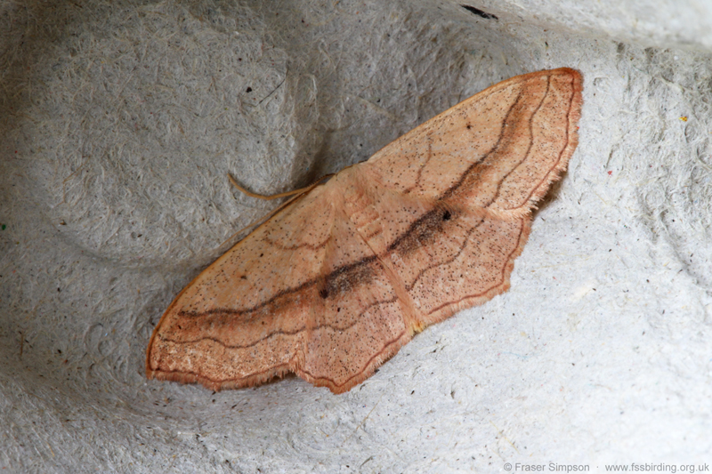 Small Blood-vein (Scopula imitaria) � Fraser Simpson