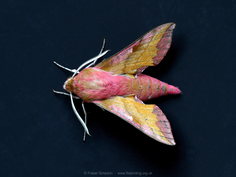 Elephant Hawk-moth (Deilephila elpenor) � Fraser Simpson