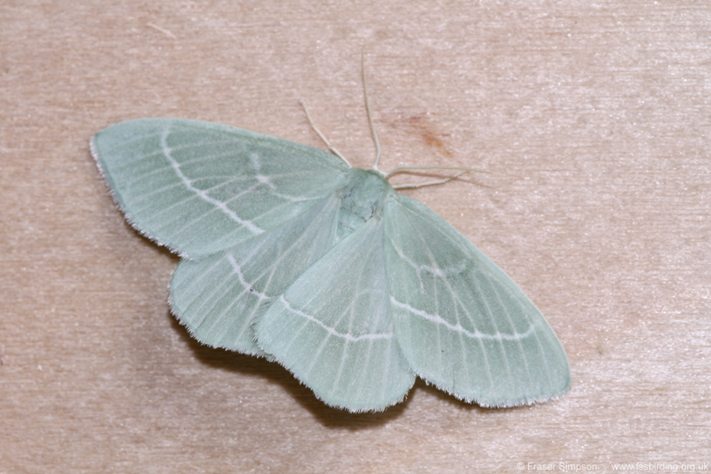Small Emerald (Hemistola chrysoprasaria) � Fraser Simpson