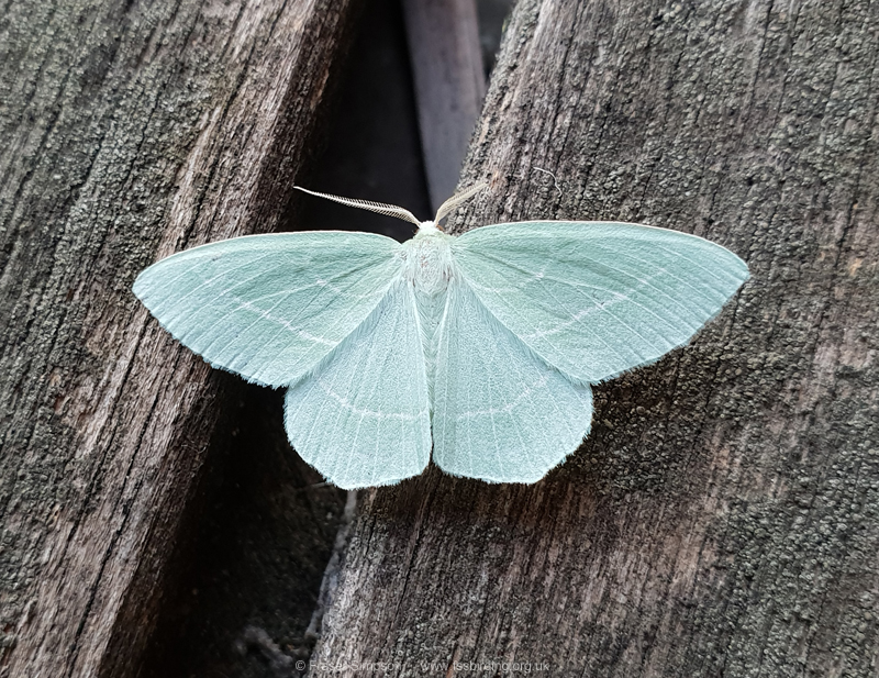 Small Emerald (Hemistola chrysoprasaria) � Fraser Simpson