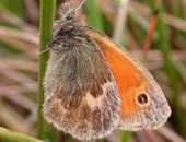Small Heath