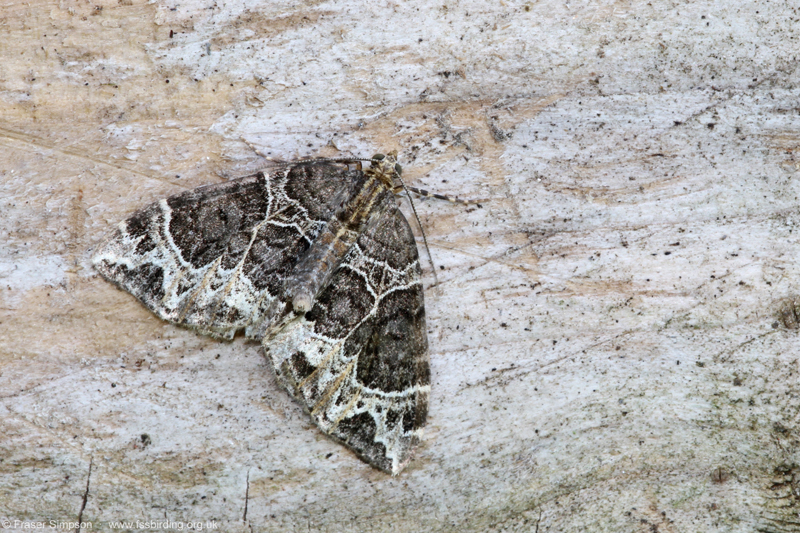Small Phoenix (Ecliptopera silaceata) � Fraser Simpson