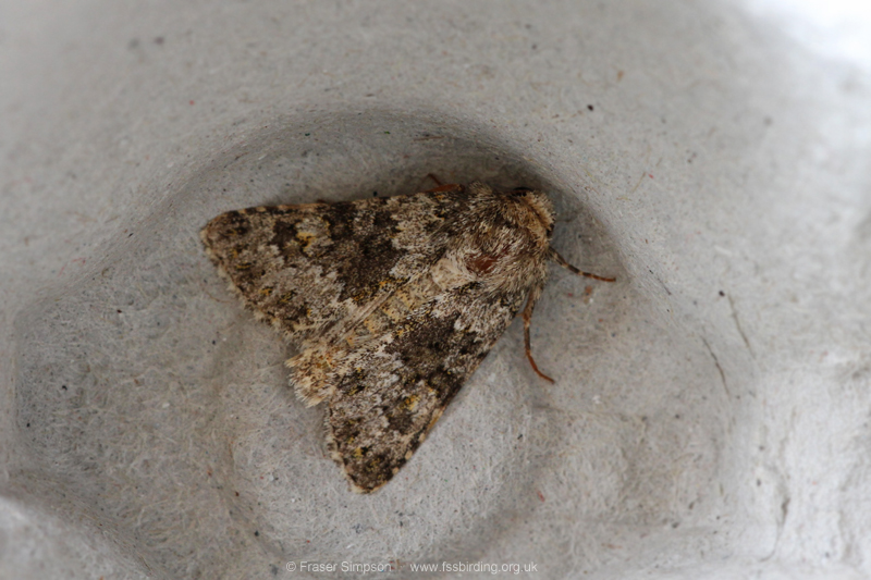 Small Ranunculus (Hecatera dysodea) � Fraser Simpson