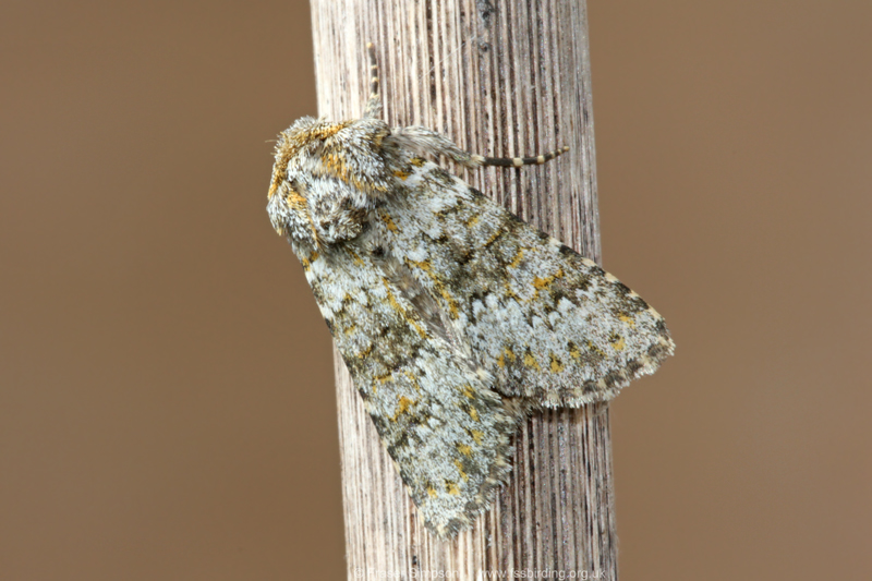 Small Ranunculus (Hecatera dysodea) � Fraser Simpson
