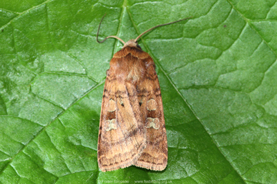 Small Square-spot (Diarsia rubi)  Fraser Simpson