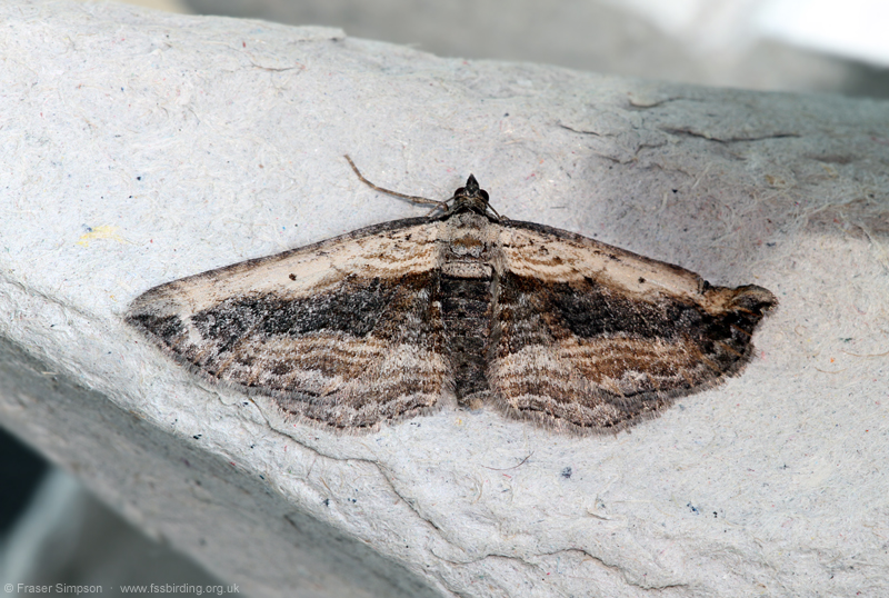 Small Waved Umber (Horisme vitalbata) � Fraser Simpson