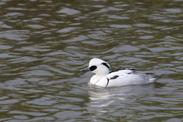 Smew �2005 Fraser Simpson