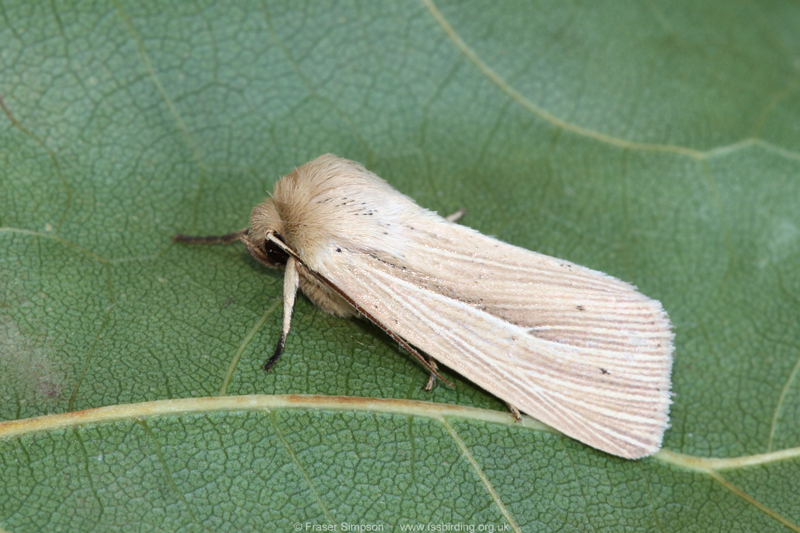 Smoky Wainscot (Mythimna impura) � Fraser Simpson