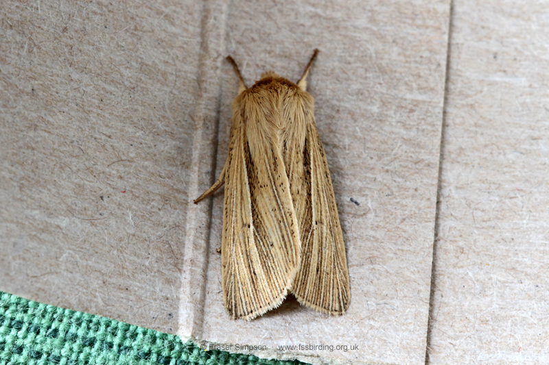 Smoky Wainscot (Mythimna impura) � Fraser Simpson