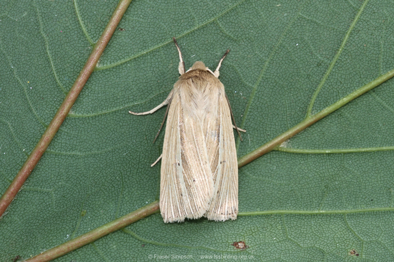 Smoky Wainscot (Mythimna impura) � Fraser Simpson