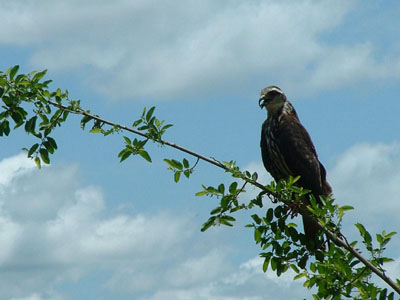 Snail Kite