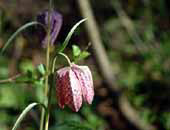 Snake's-head Fritillary