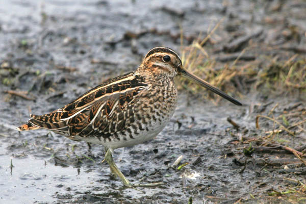 Common Snipe 2006 Fraser Simpson