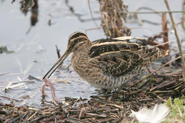 Common Snipe 2006 Fraser Simpson