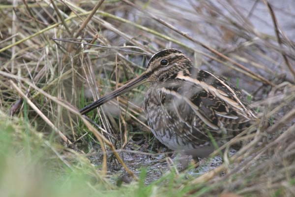 Common Snipe 2006 Fraser Simpson
