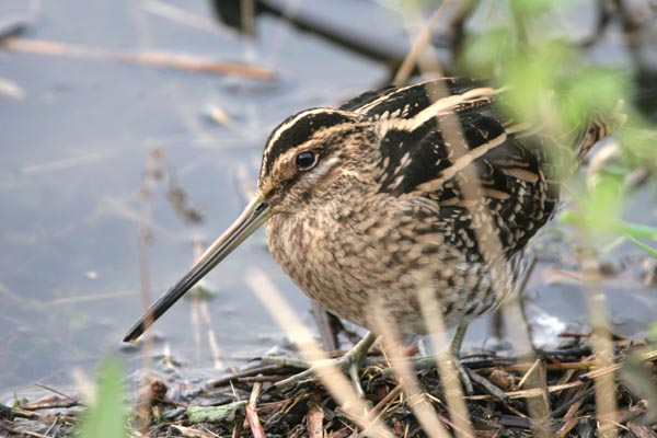 Common Snipe 2006 Fraser Simpson