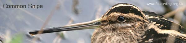 Common Snipe �2006 Fraser Simpson