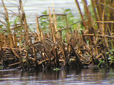 Common Snipe, Phonescoping 2005 Fraser Simpson