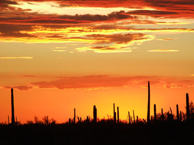 Sonoran Desert  2006, Fraser Simpson