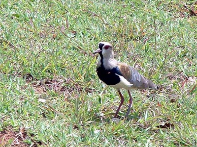 Southern Lapwing