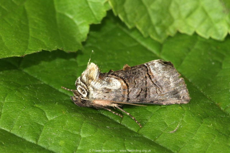 The Spectacle (Abrostola tripartita) � Fraser Simpson