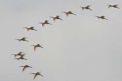 Spoonbills, Evros Delta � 2005  F. S. Simpson