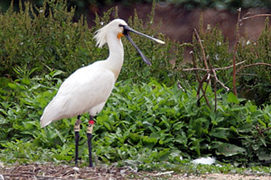 Spoonbill 2006 Fraser Simpson